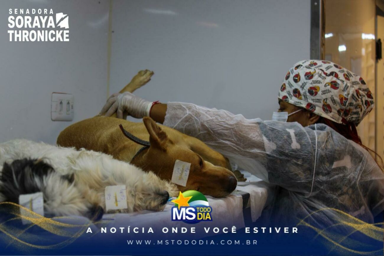 Ilustração da notícia Senadora Soraya Thronicke traz a Costa Rica atendimento gratuito para 320 cães e gatos na Caravana da Castração da MS Todo dia